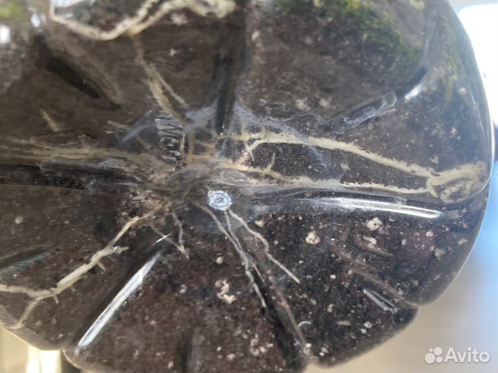 Абутилон белла