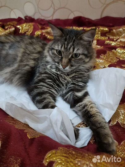 Кошка в дар