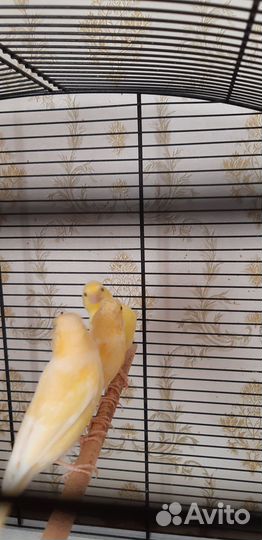 Продаю канареек