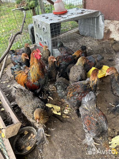 Куры породы Брама