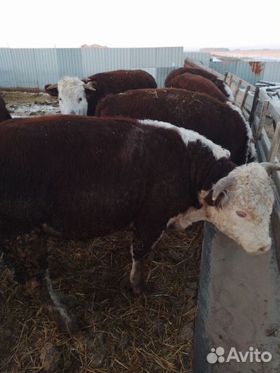 Быки на мясо