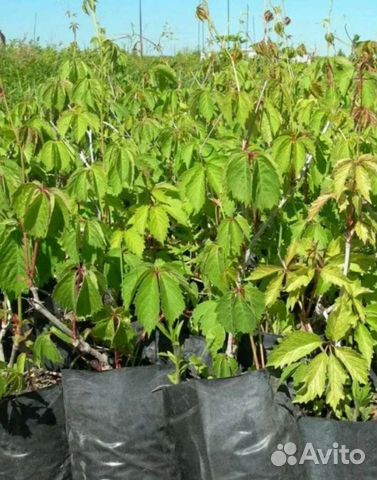 Девичий виноград