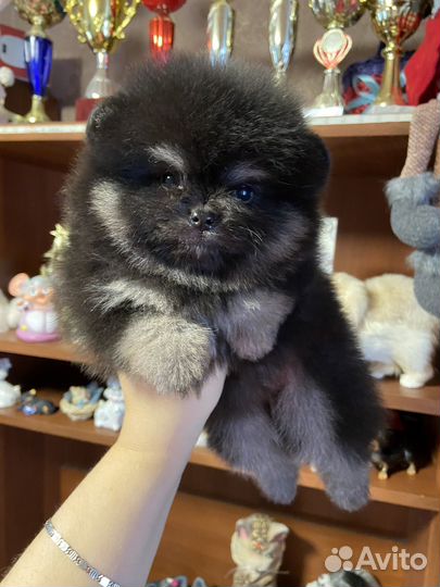 Яркий кукольный мальчик