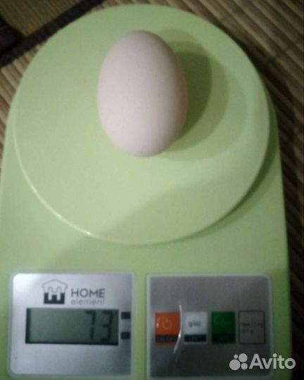 Яйца куриные, цессариные