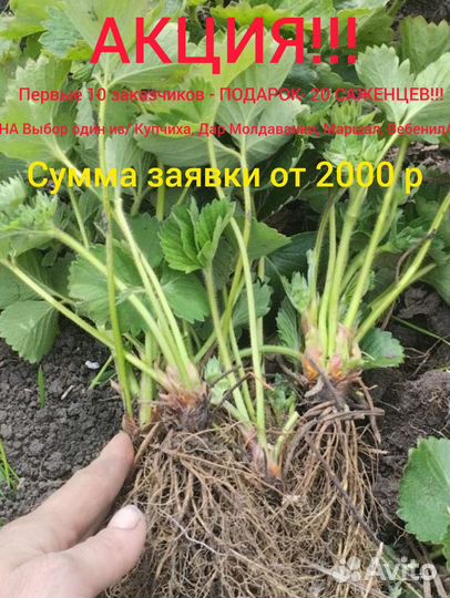 Саженцы клубники, клубника