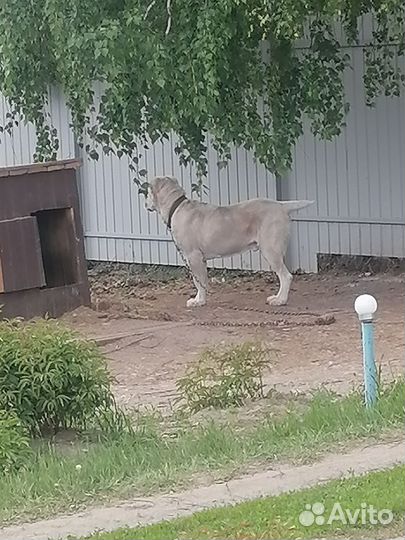 Сао алабай на вязку