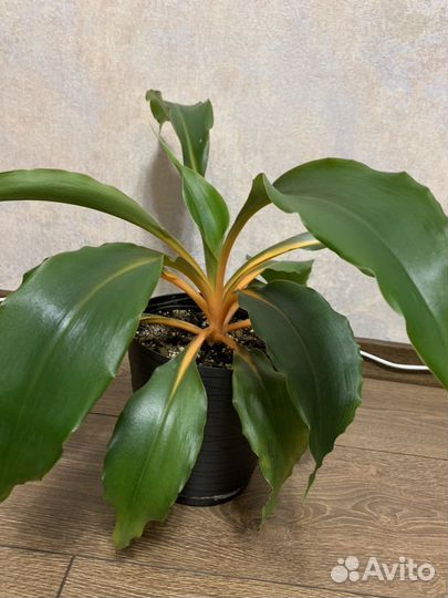 Хлорофитум оранж