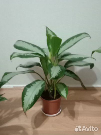 Аглаонема Сильвер Мун
