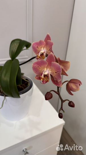 Орхидея
