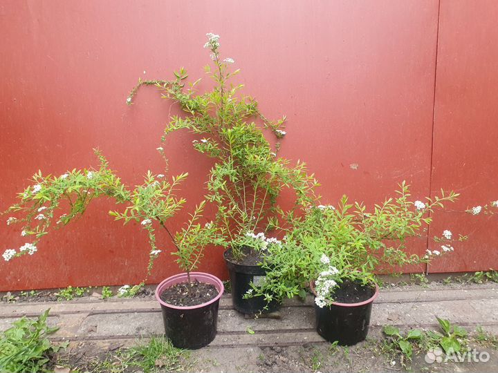 Спирея серая саженцы