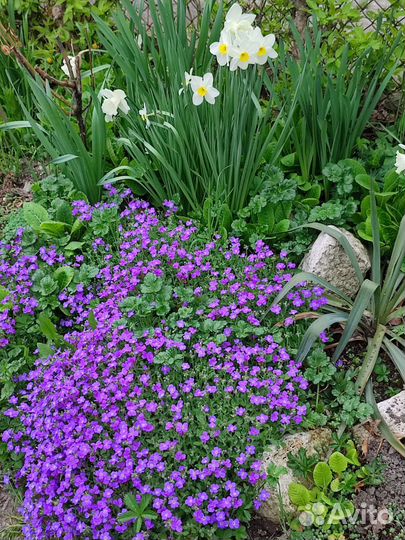 Цветы многолетние Можжевельник