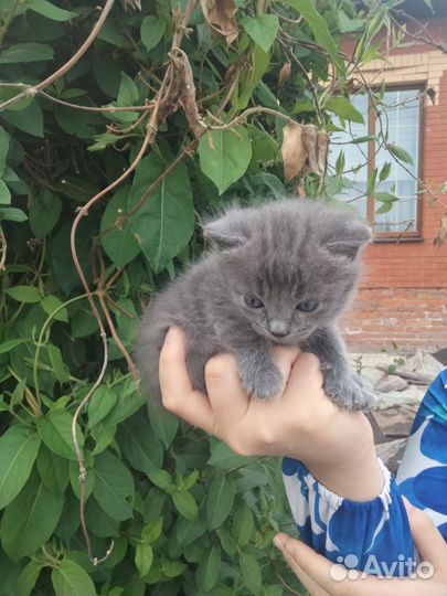 Кошка