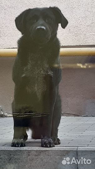 Лабрадор потеряшка