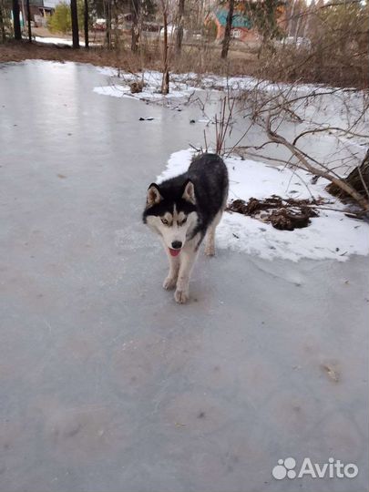 Потерялась хаски