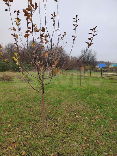 Участок 20 сот. (ИЖС)