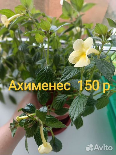 Продам цветы комнатные