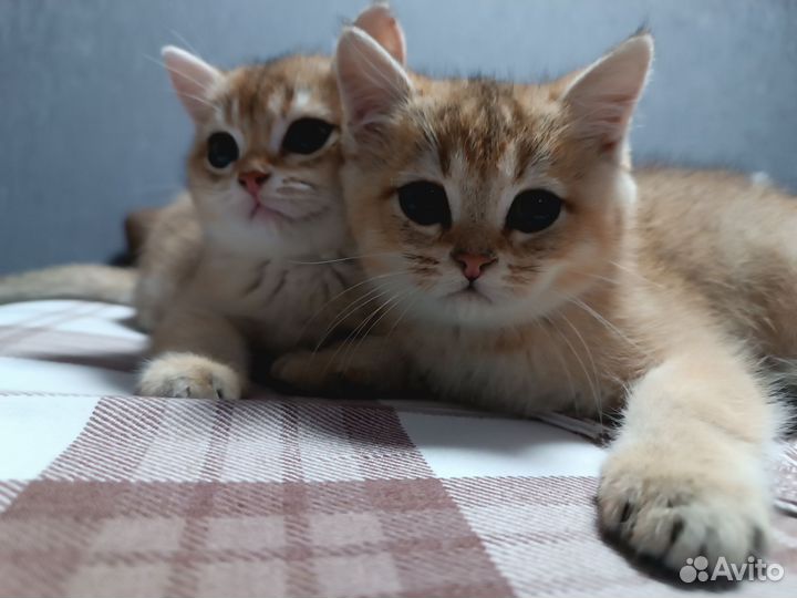 Золотая британская шиншилла