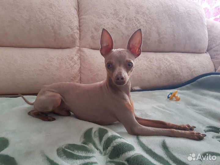 Вязка Той-терьер