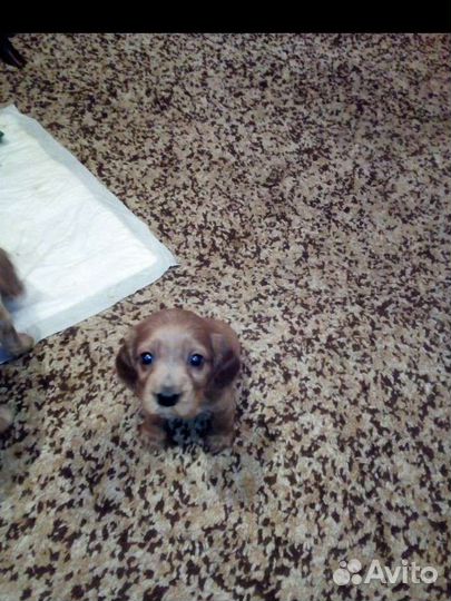 Собаки кокер спаниель