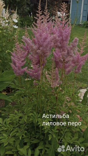 Астильба саженцы