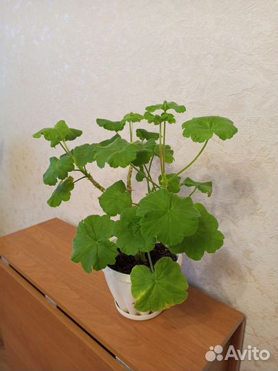 Герань розовая