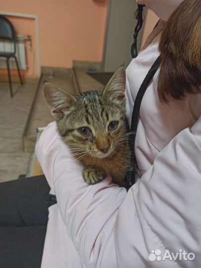 Котик нуждается в помощи