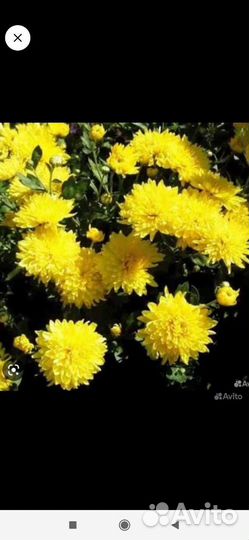 Многолетние цветы по 50р и по 100р