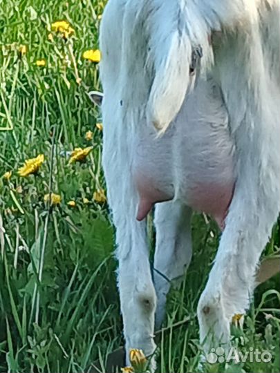 Семья зааненских коз