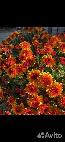 Хризантемы мультифлора