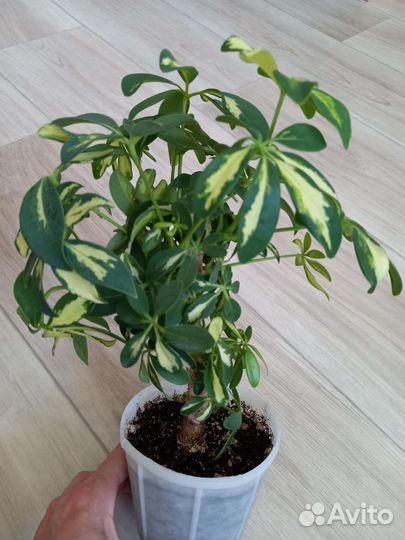 Шефлера, фикус барок, сафари, регидан