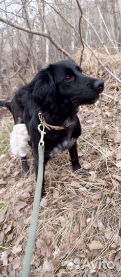 Спаниель в добрые руки