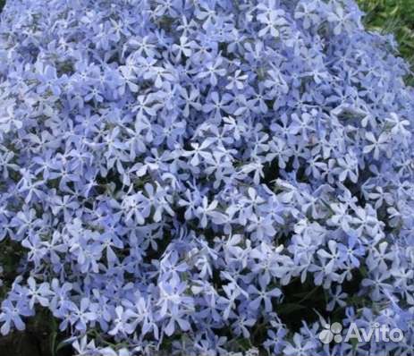 Многолетники