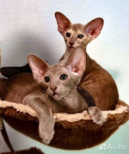 Ориентальная