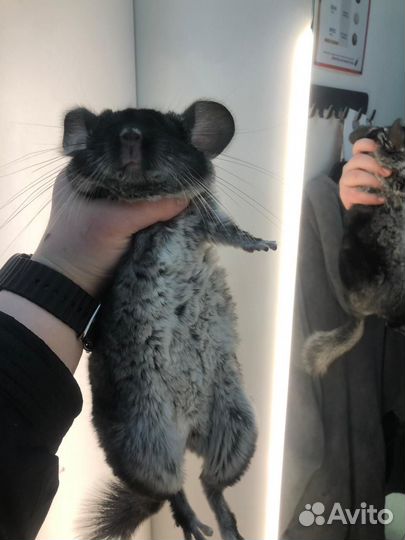 Шиншилла чёрный бархат