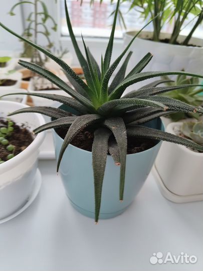 Суккуленты