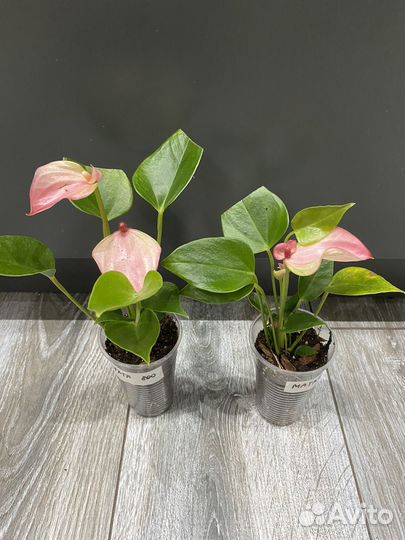 Антуриум матата