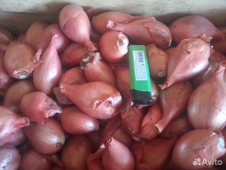 Лук шалот семейный
