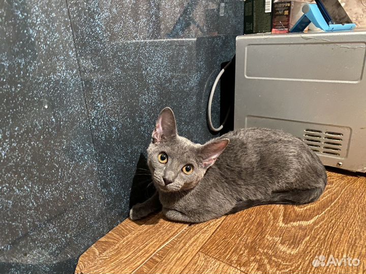 Котенок в самые добрые руки
