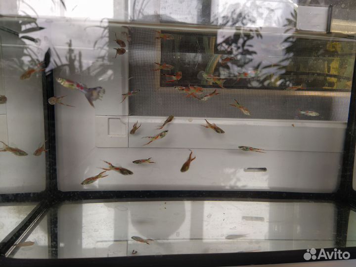 Самцы гуппий эндлеро