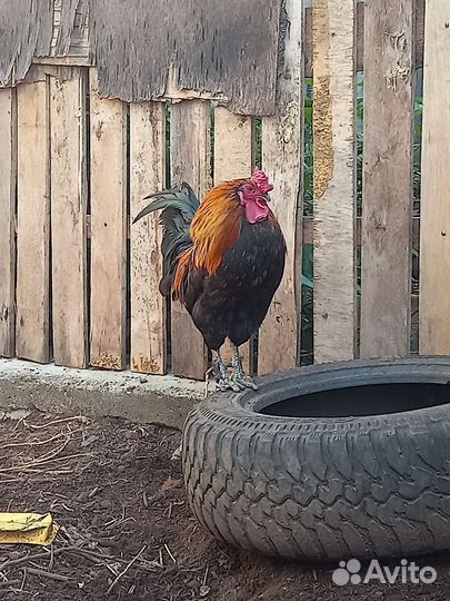 Петухи брама