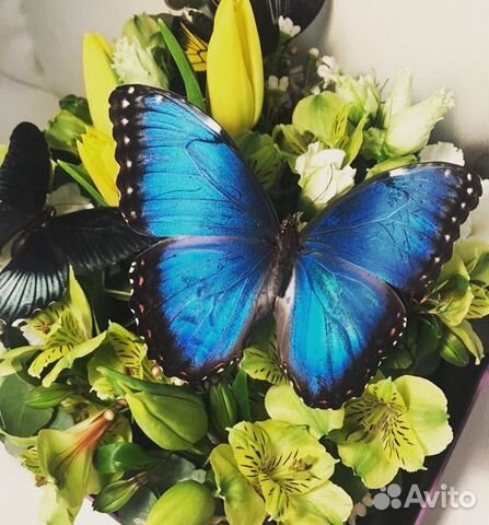 Живые бабочки в подарок объявление продам