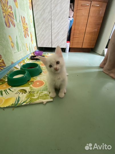 Отдам в добрые руки