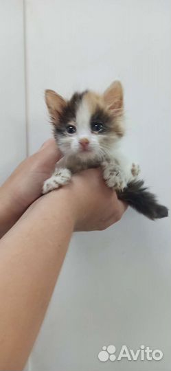 Котенок в добрые руки