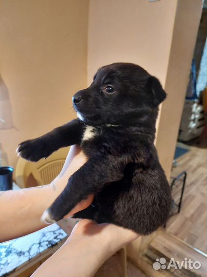 Собака в добрые руки маленькая порода