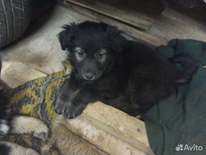 Собака в добрые руки щенок