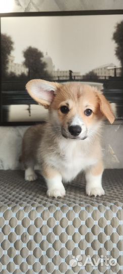 Щенки вельш-корги пемброк