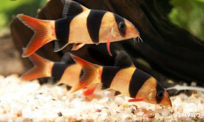 Боция клоун