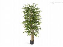 Бамбук 150 см