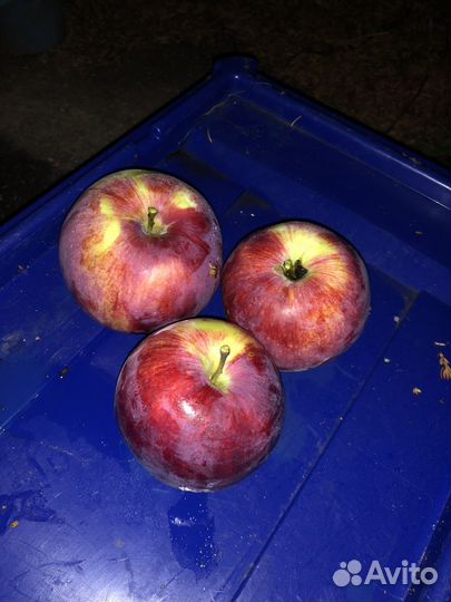 Яблоки слава победителям