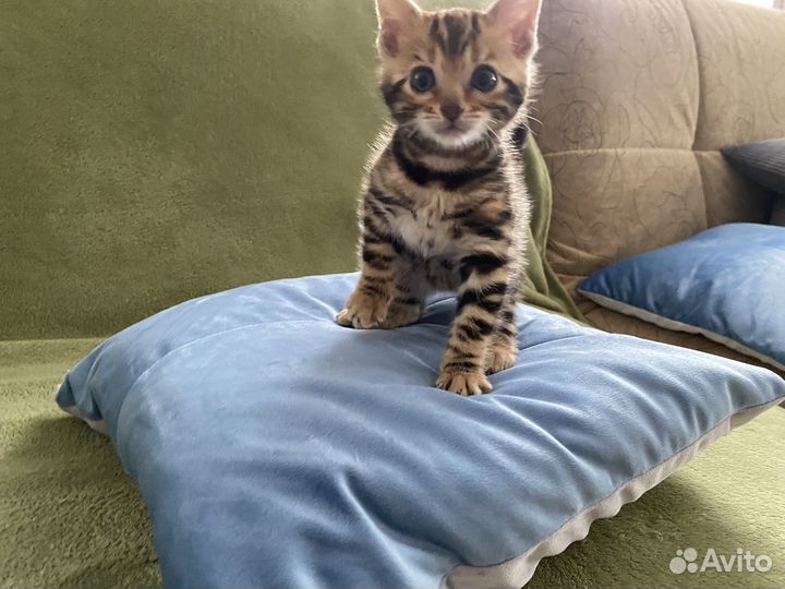 Бенгальские котята